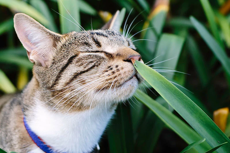 cat sniffing plant