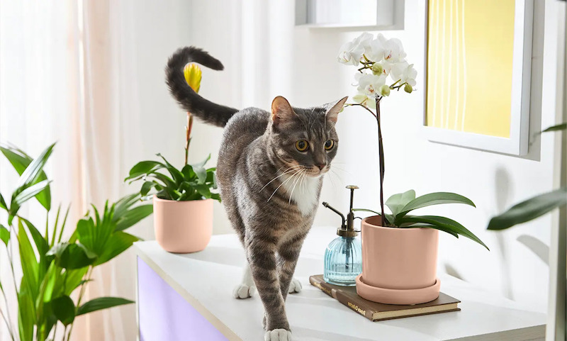 cat walking in front of orchid