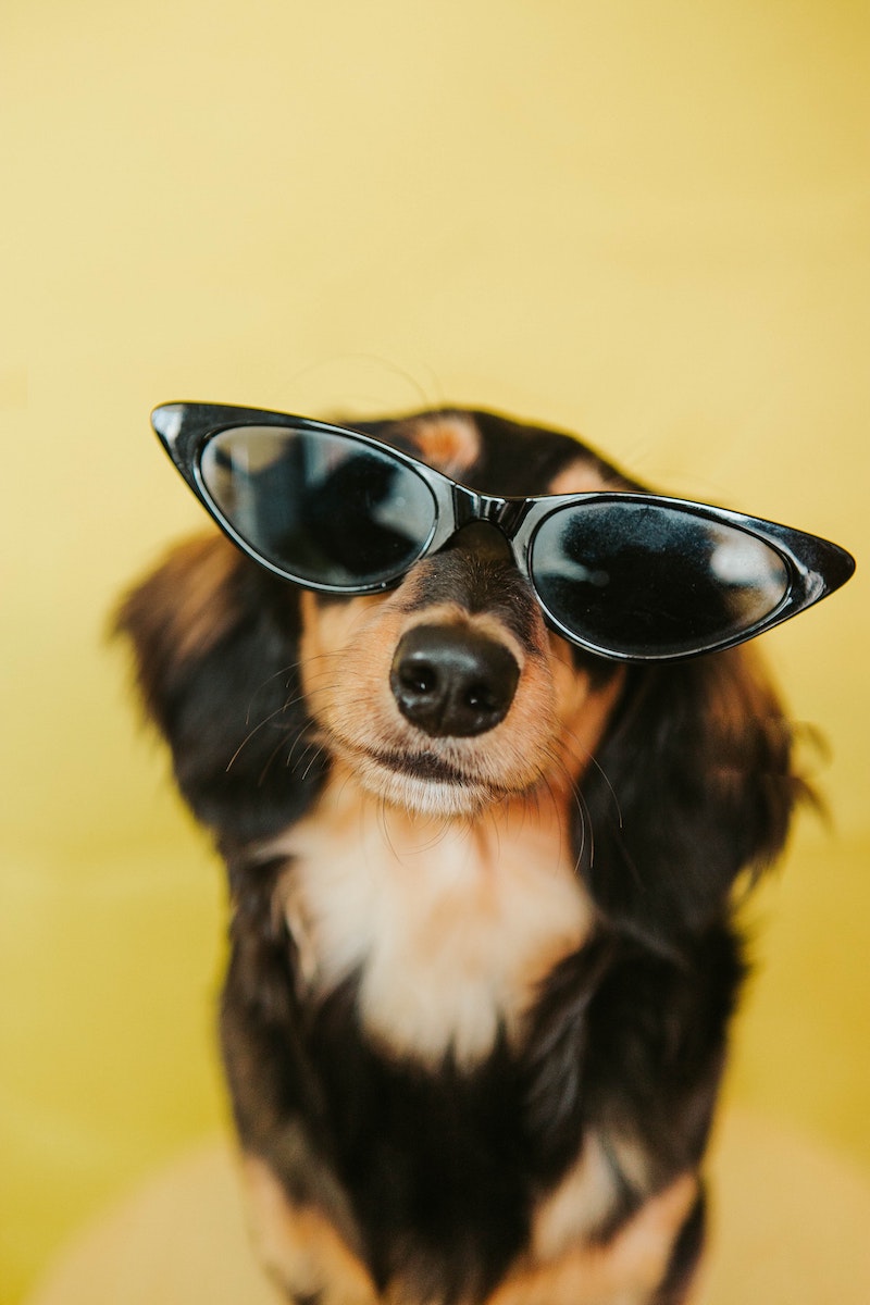 cute dog with sunglasses on