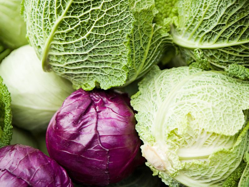 different types of cabbages