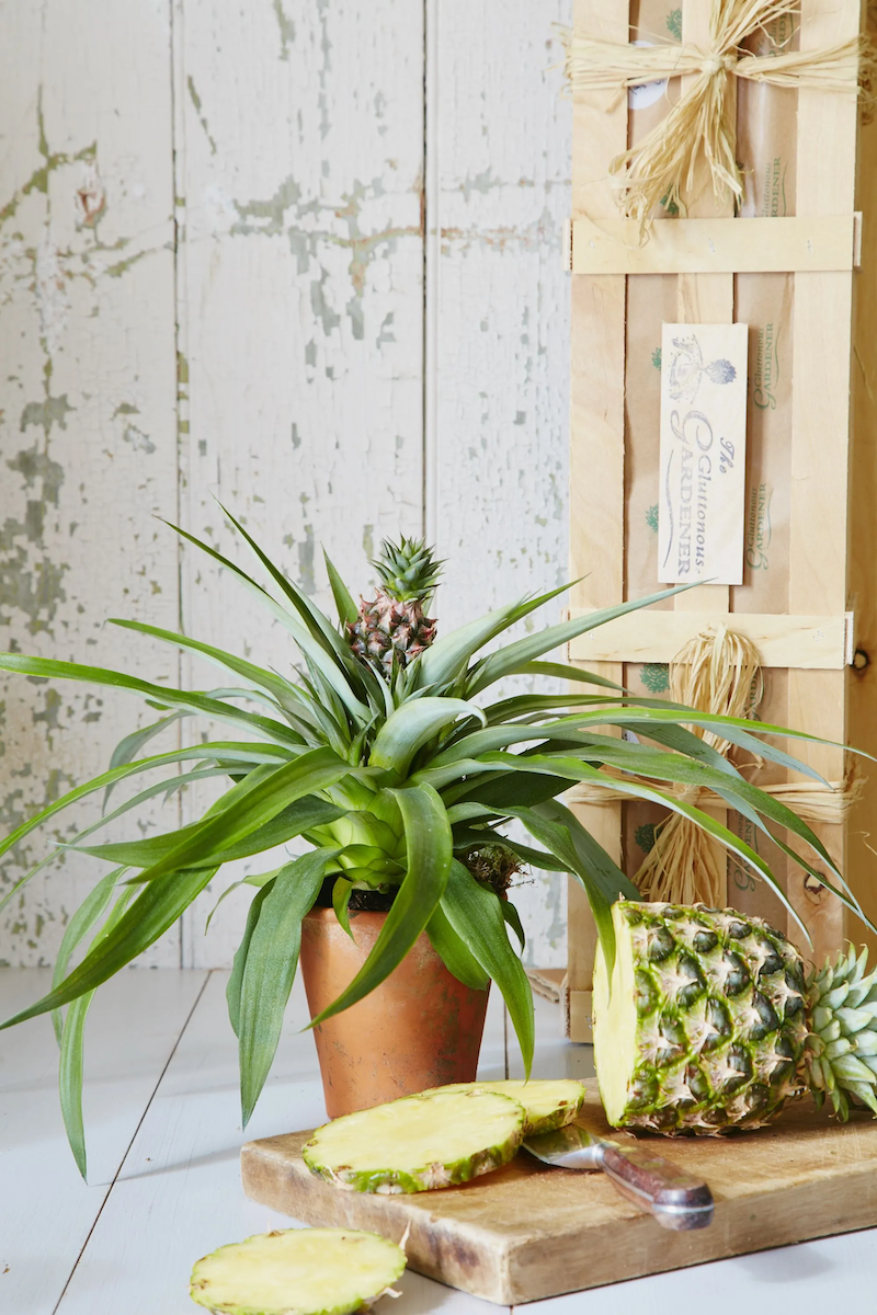 do pineapple plants need direct sunlight