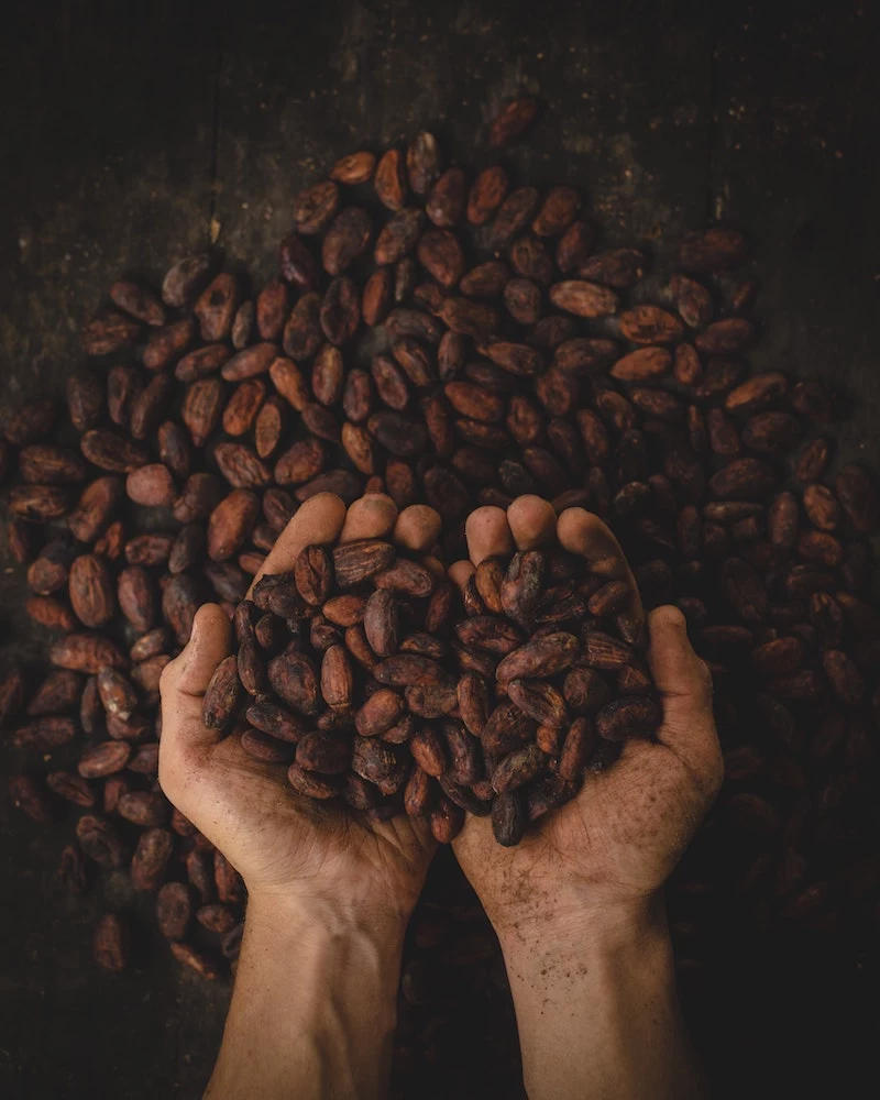 eating chocolate cacao bean in a persons palms