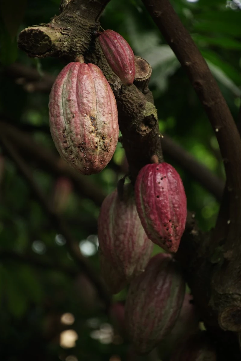 eating chocolate everyday cacao pods