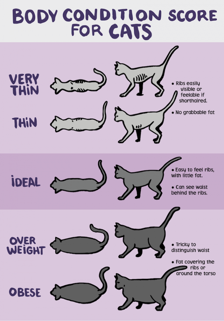 What Do Cats Actually Like? Here are 9 Cat-Favorite Activities and Things