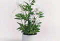 Bedroom Plant Aesthetic: 9 Plants to help you sleep better