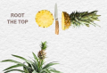Growing a pineapple plant from a store-bought fruit in 4 simple steps