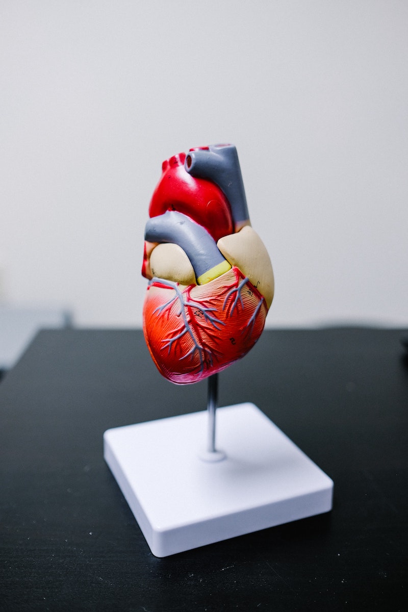 heart model of real life heart on a stand