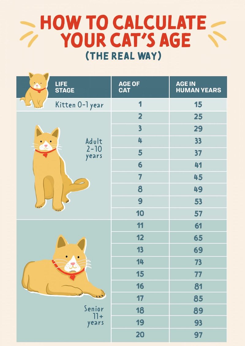 how to calculate cat age