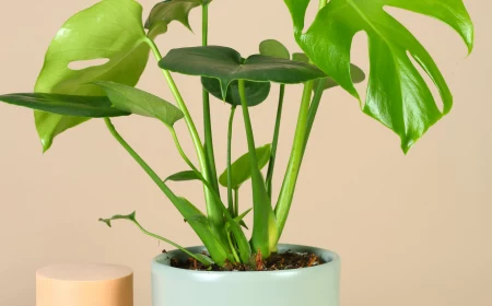 how to divide monstera deliciosa plant