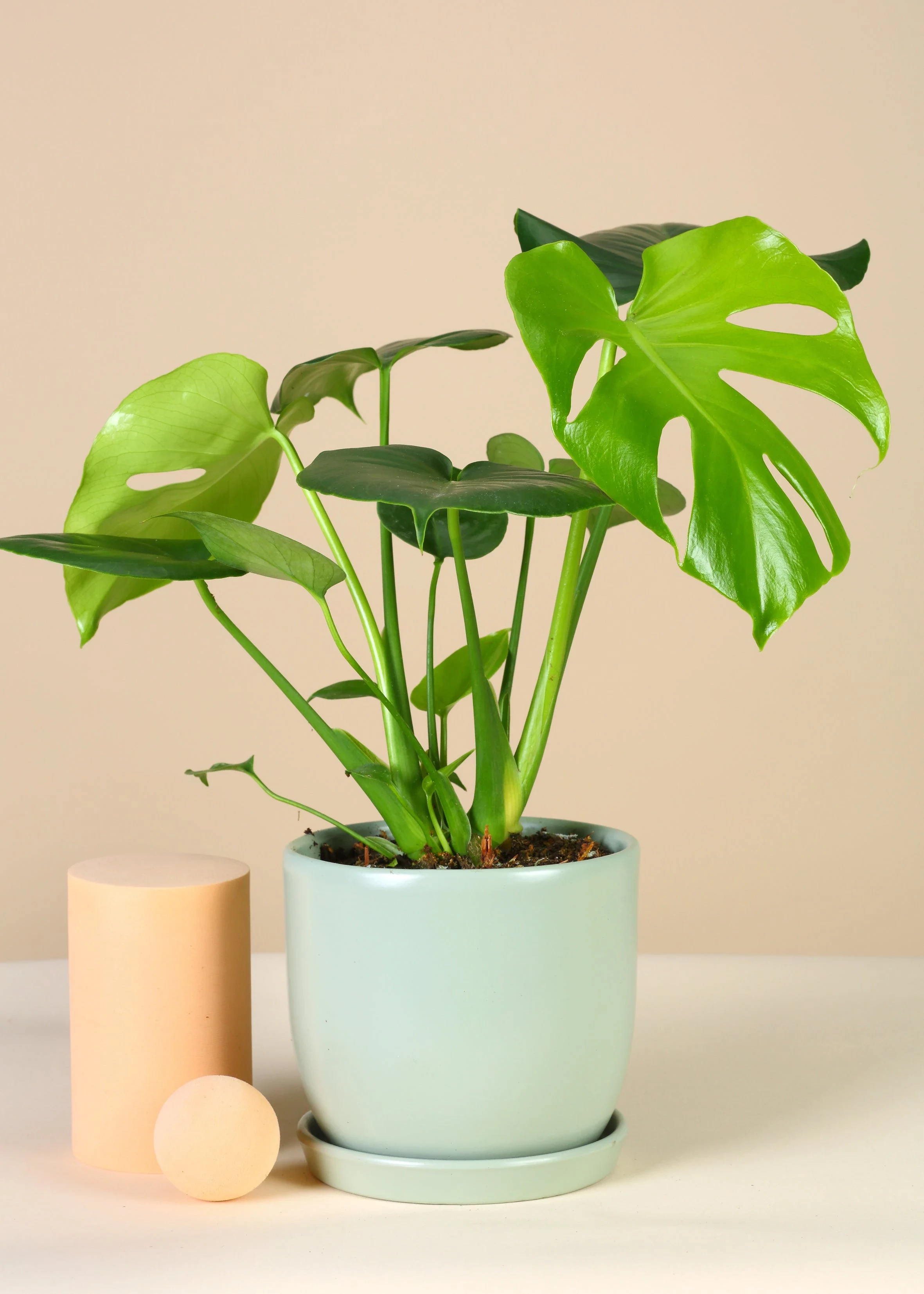 how to divide monstera deliciosa plant