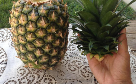 Growing a pineapple plant from a store-bought fruit in 4 simple steps