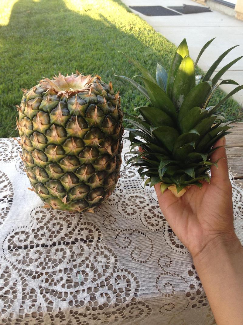 how to grow a pineapple plant in water
