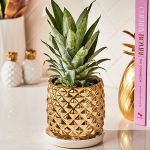 Growing a pineapple plant from a store-bought fruit in 4 simple steps