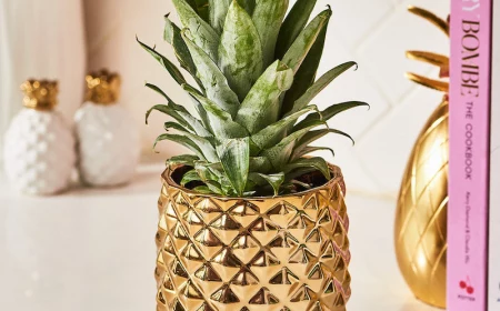 how to grow a plant from a pineapple top