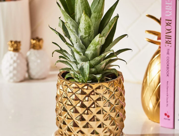 how to grow a plant from a pineapple top