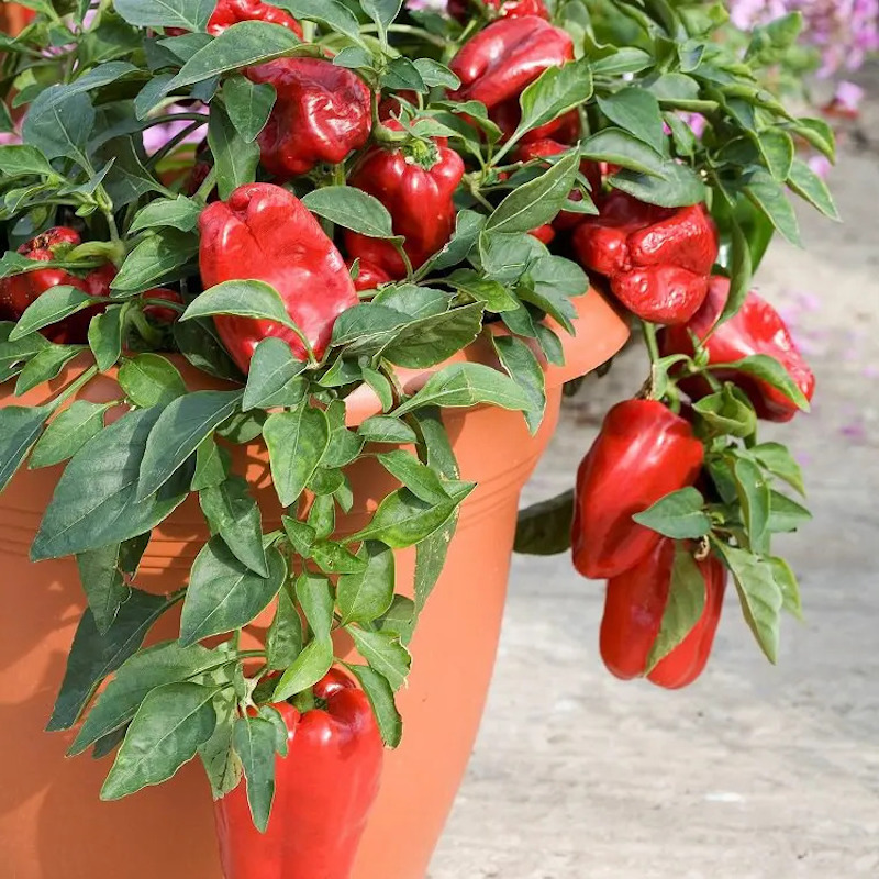 how to grow bell pepper in pots