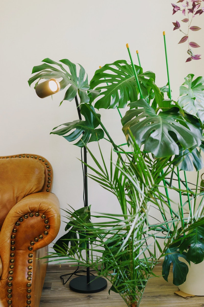 how to grow monstera deliciosa from seed