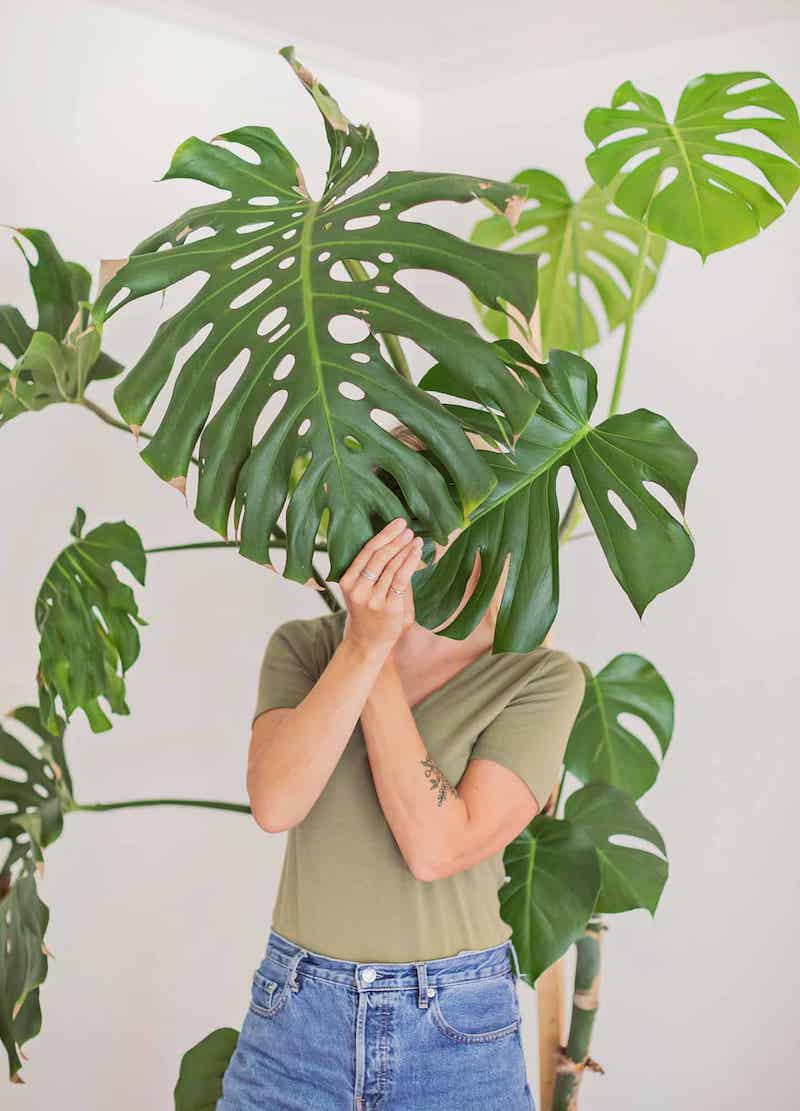 how to grow my monstera