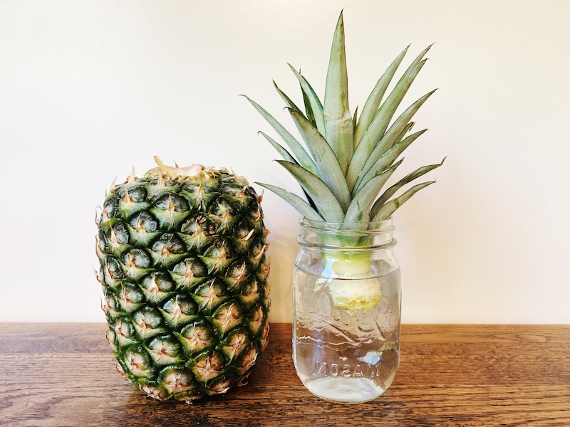 how to grow pineapple plant from top