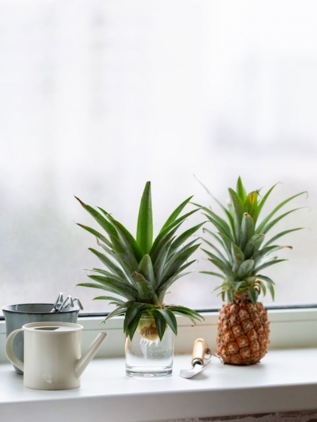 Pineapple Plant: How to grow one from a store-bought fruit in 4 easy steps