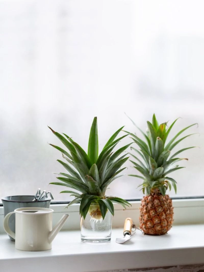 how to grow pineapple plant in pot