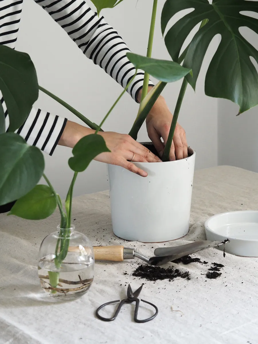 how to propagate monstera deliciosa from cutting