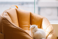 How to stop cats from scratching your furniture & peeing everywhere