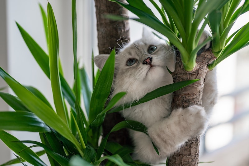 how to stop cats from eating plants