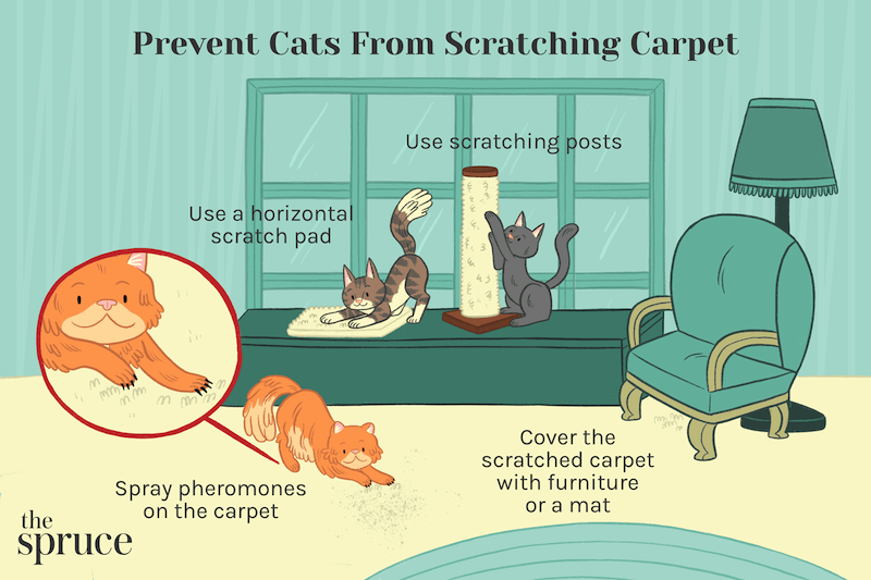how to stop cats from scratching furniture and rugs