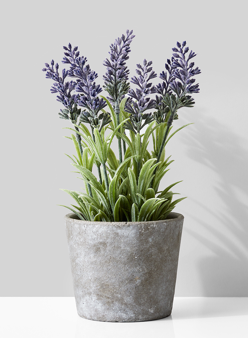 lavender bedroom plants