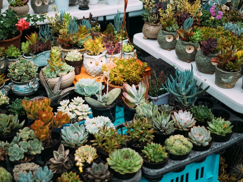 many potted plants