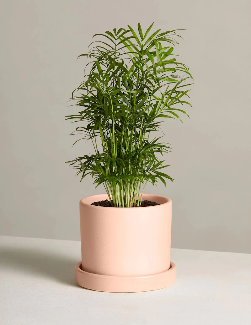 parlor palm in pink pot
