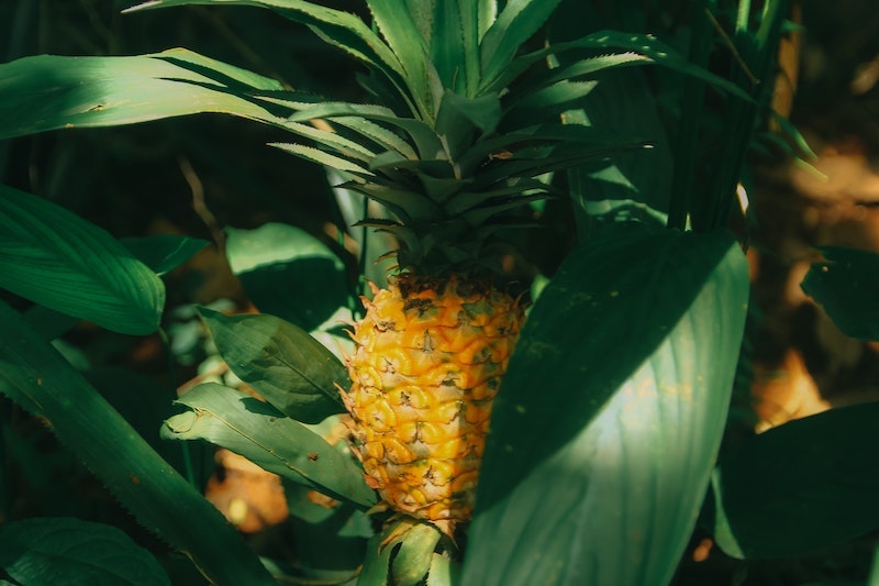 pineapple plant fertilizer