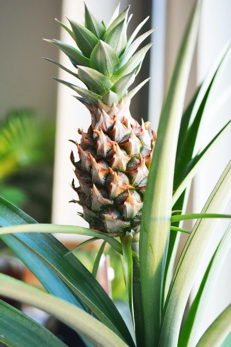 pineapple plant indoor