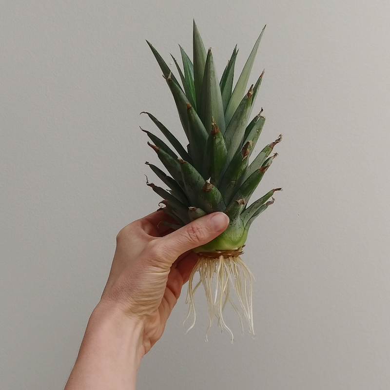 pineapple plant with new roots