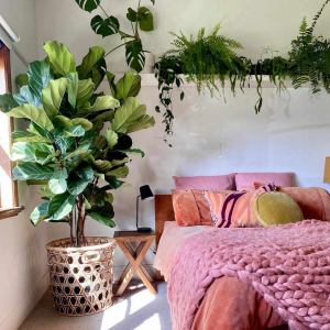 Bedroom Plant Aesthetic: 9 Plants to help you sleep better