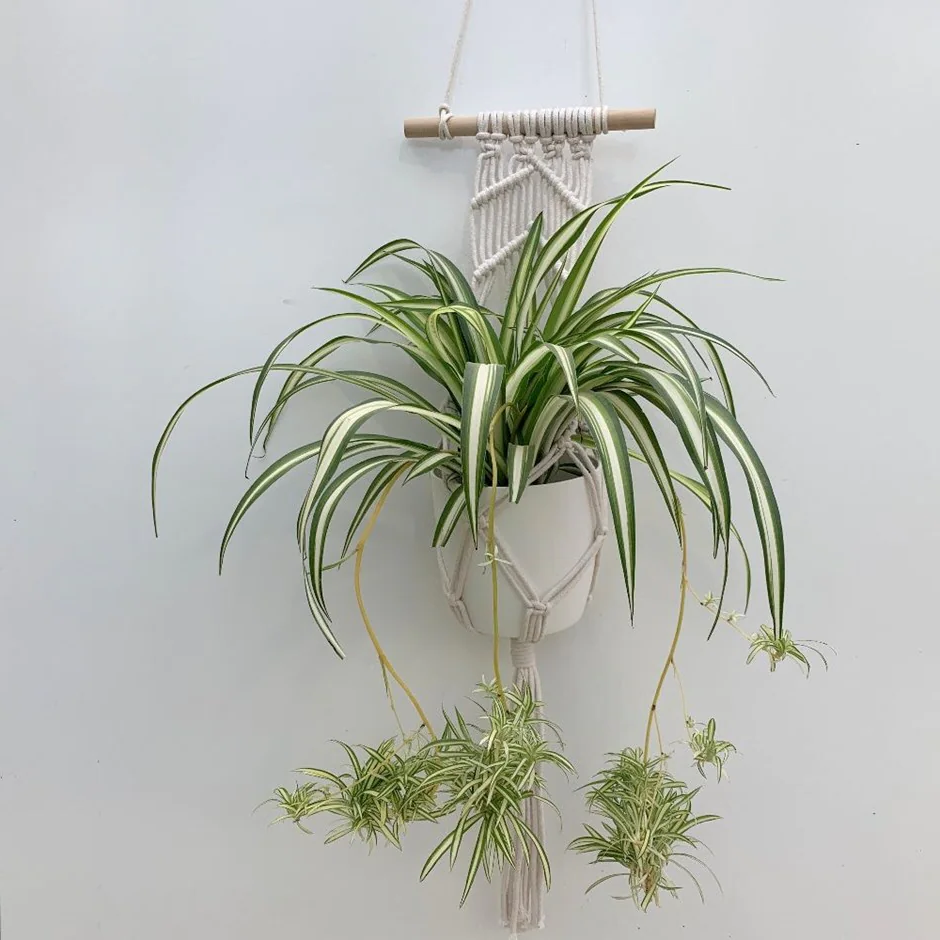 plant aesthetic room