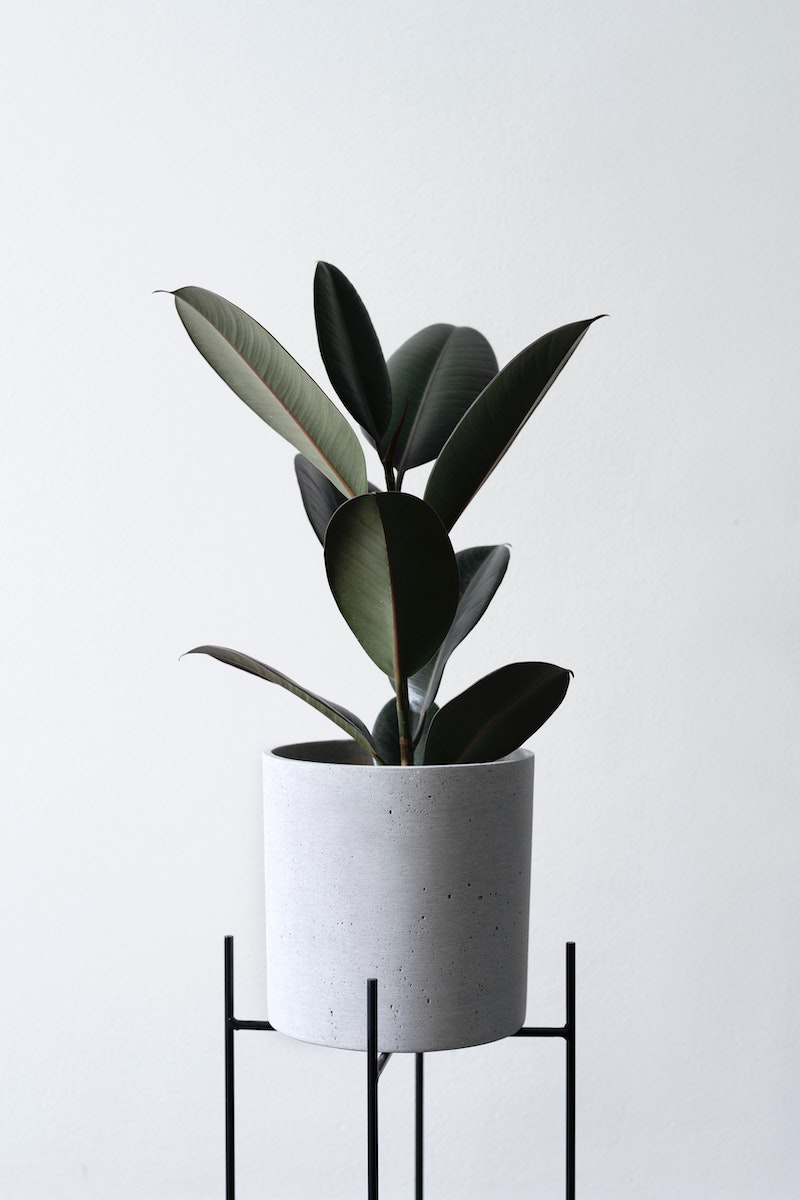 plant in a standing pot
