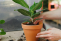 An 8 Step Guide On How To Take Care Of Pottery Plants