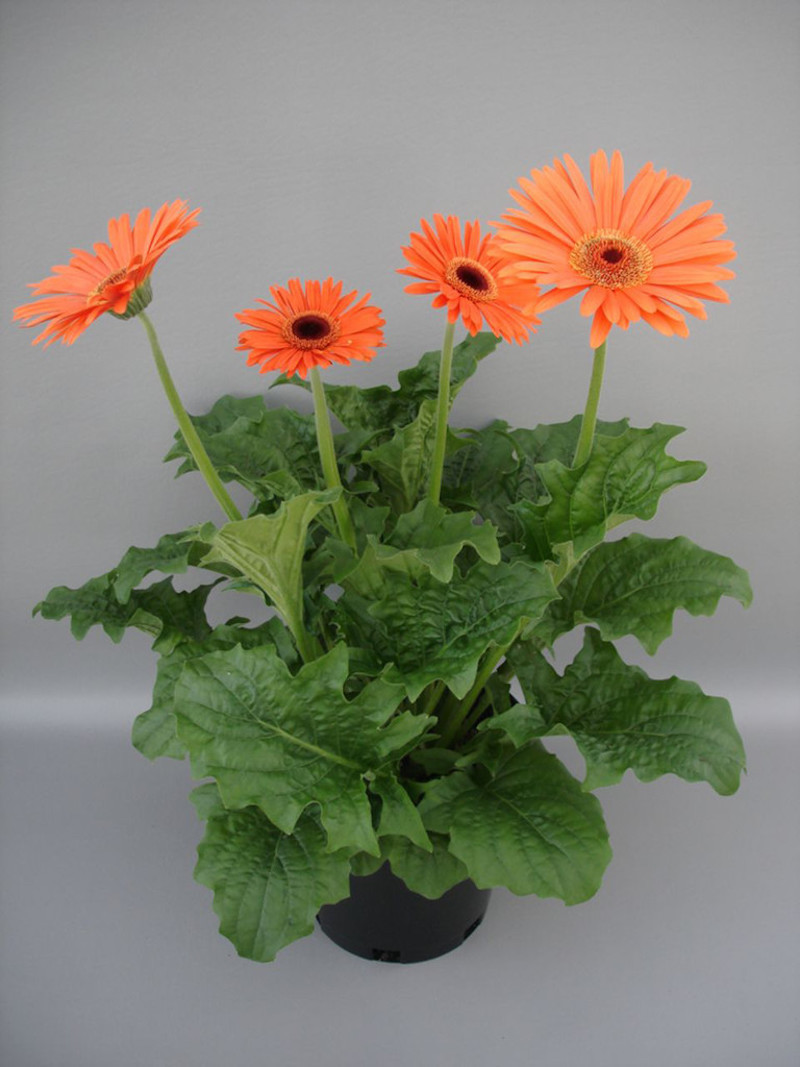 plants for the green asthetic