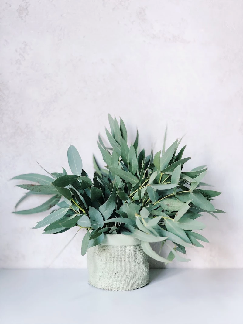 plants on white background