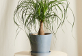 Ultimate Guide: 7 + Awesome Pet Friendly Plants