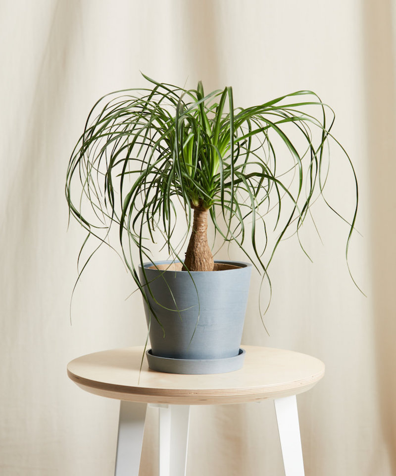 ponytail plant in pot