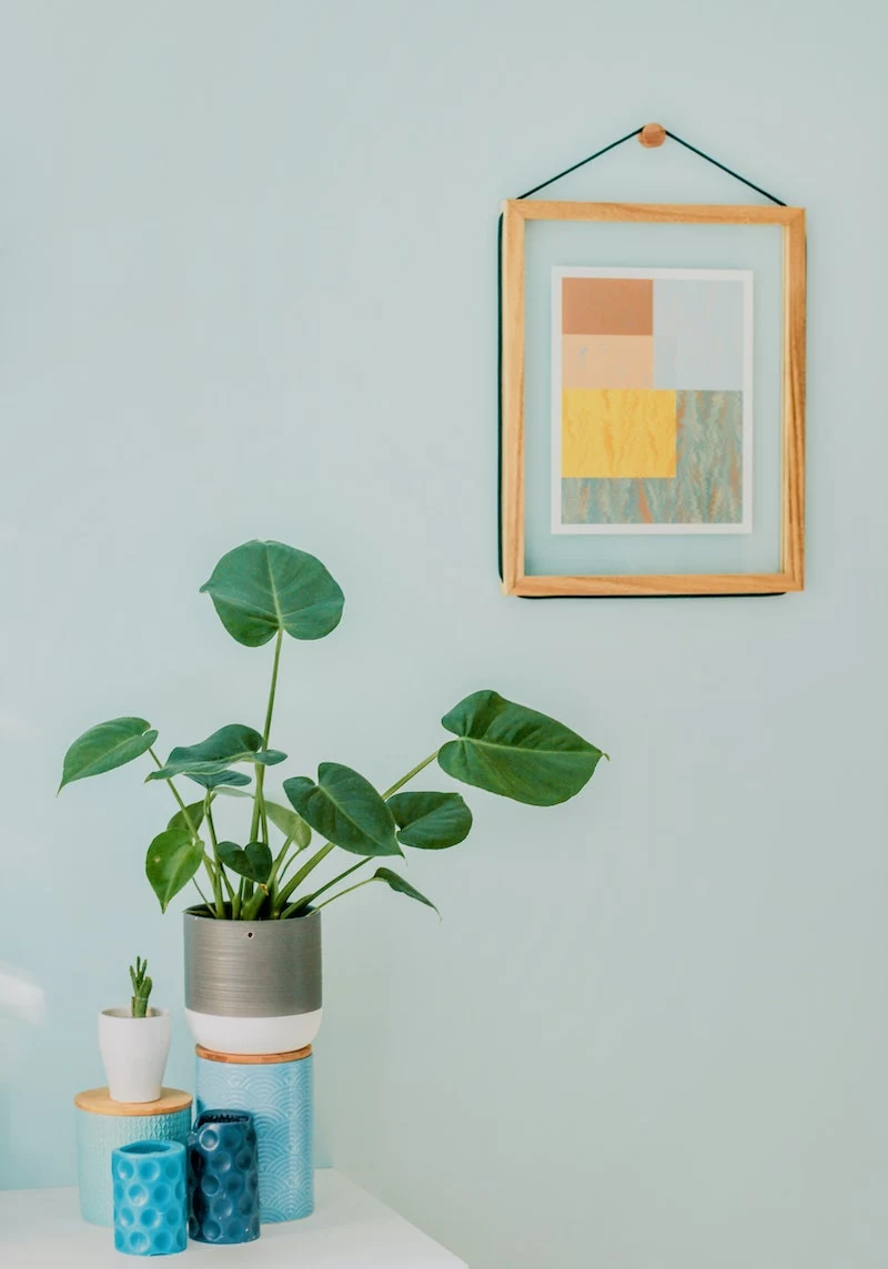 potted plant with a hanging picture