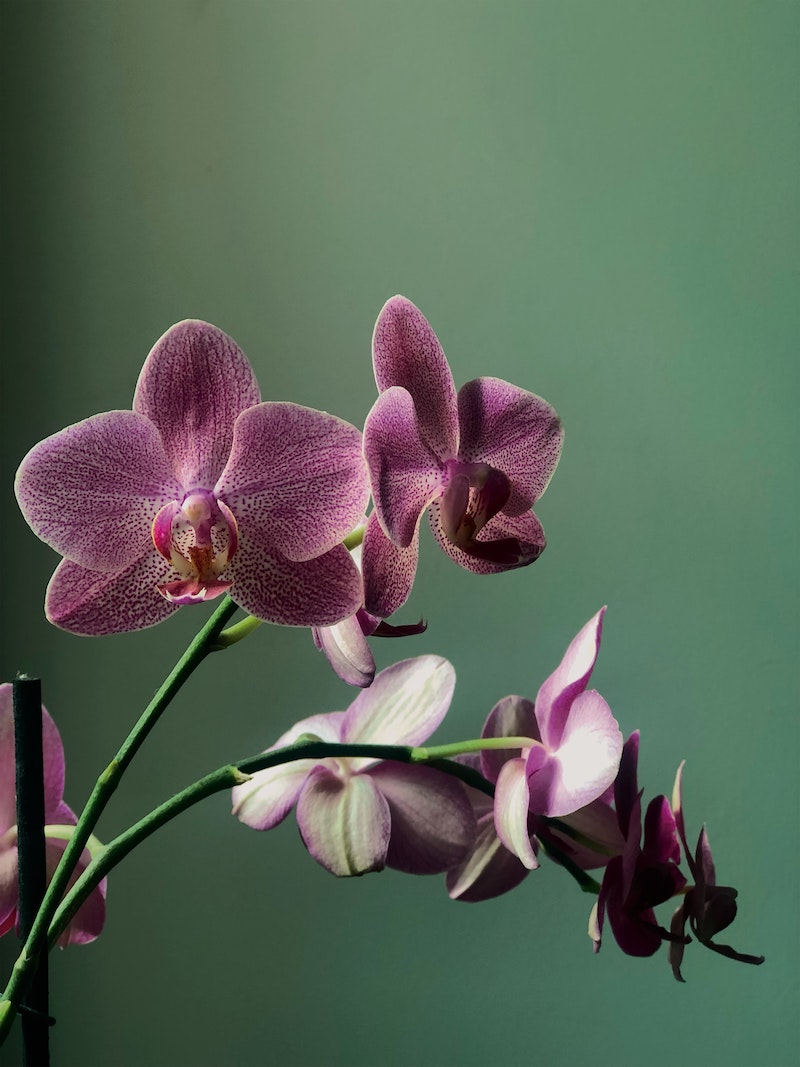 purple orchid on green background