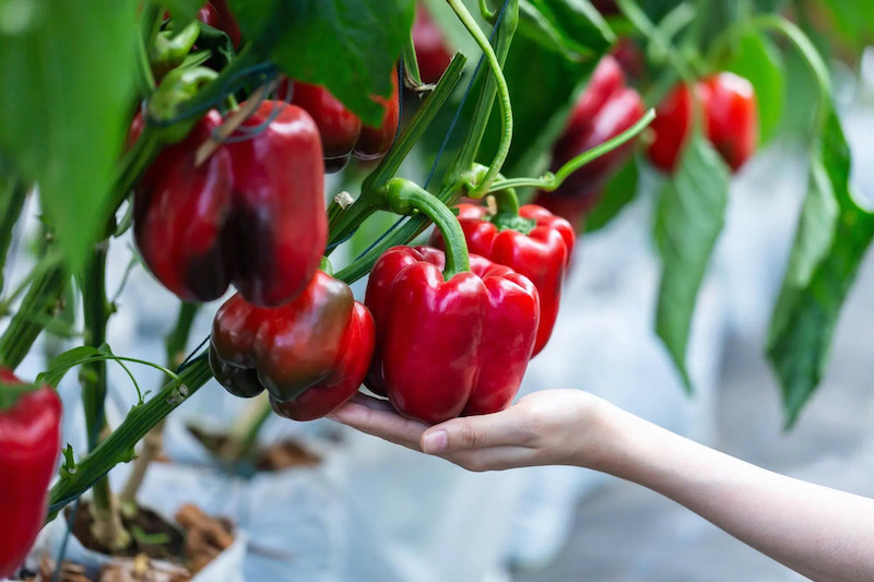 red bell peppers growing on a plant