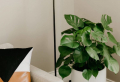 Ultimate Monstera Guide: Taking care of a Monstera Adansonii