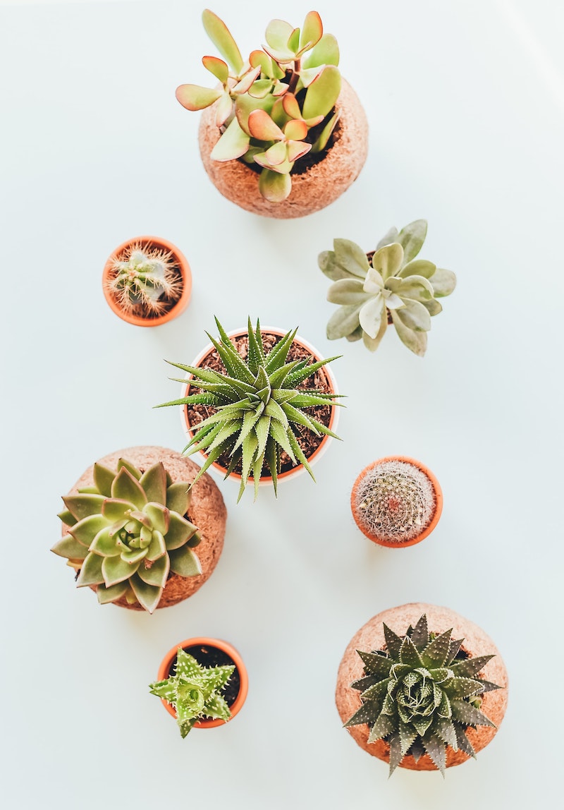 succulent in pots