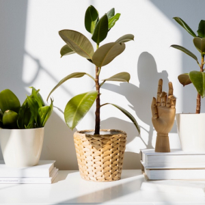 An 8 Step Guide On How To Take Care Of Pottery Plants