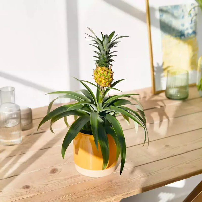 tips for growing pineapple plant